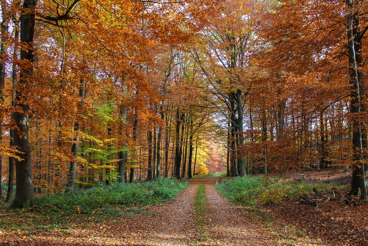 Mixed deciduous forest in autumn colour