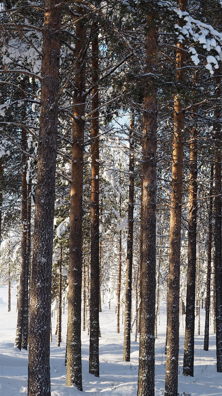 Pine stand under fresh snow