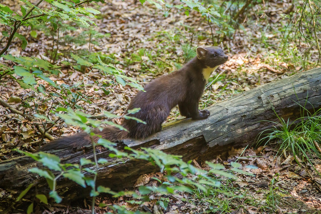 Pine marten on a mossy branch