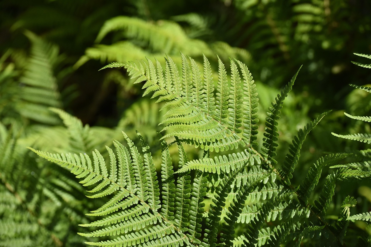 Fern understory on the forest floor